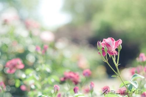 �������һ���˲����µ�����һ���˲Źµ� (5)