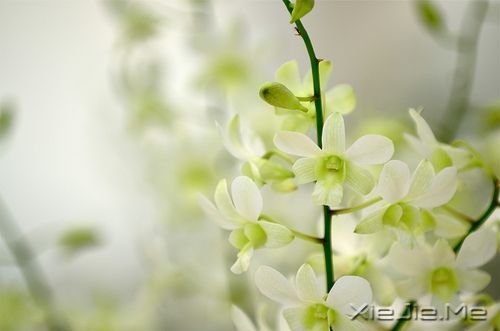 �������Ը���Ϊ�Լ���̫�� (8)