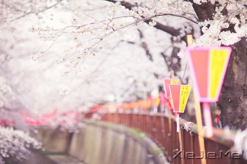 ����������ߵ�·���������ķ羰 (2)