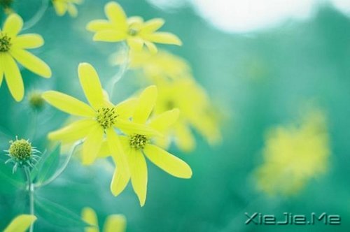 ���ŲŻ῿�������Ϊ�Լ��������Ӣ��