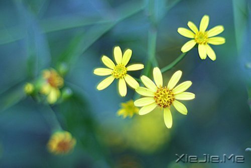 �����������ĸ������ͱ���Ĺ��� (2)