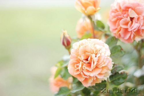 用一个月时间改变自己 (5)